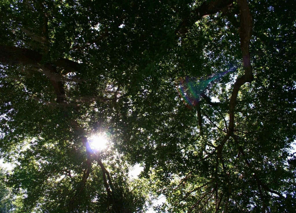 Sun Shining Through Trees