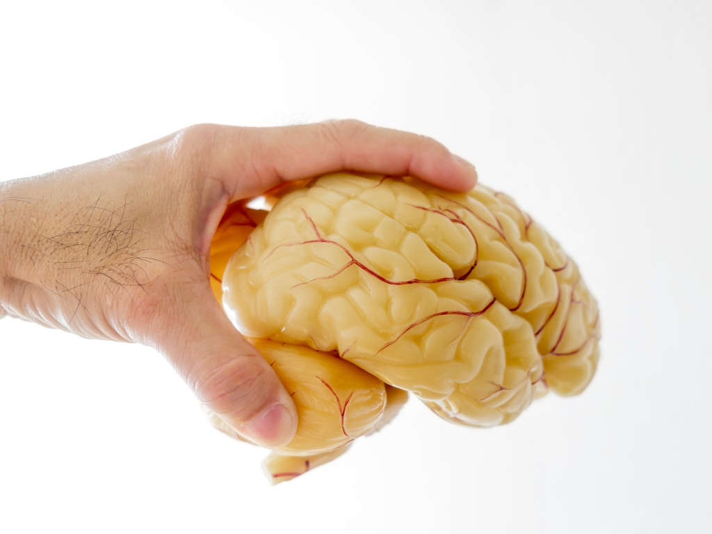 close-up-of-hand-picking-up-a-human-brain-anatomical-model