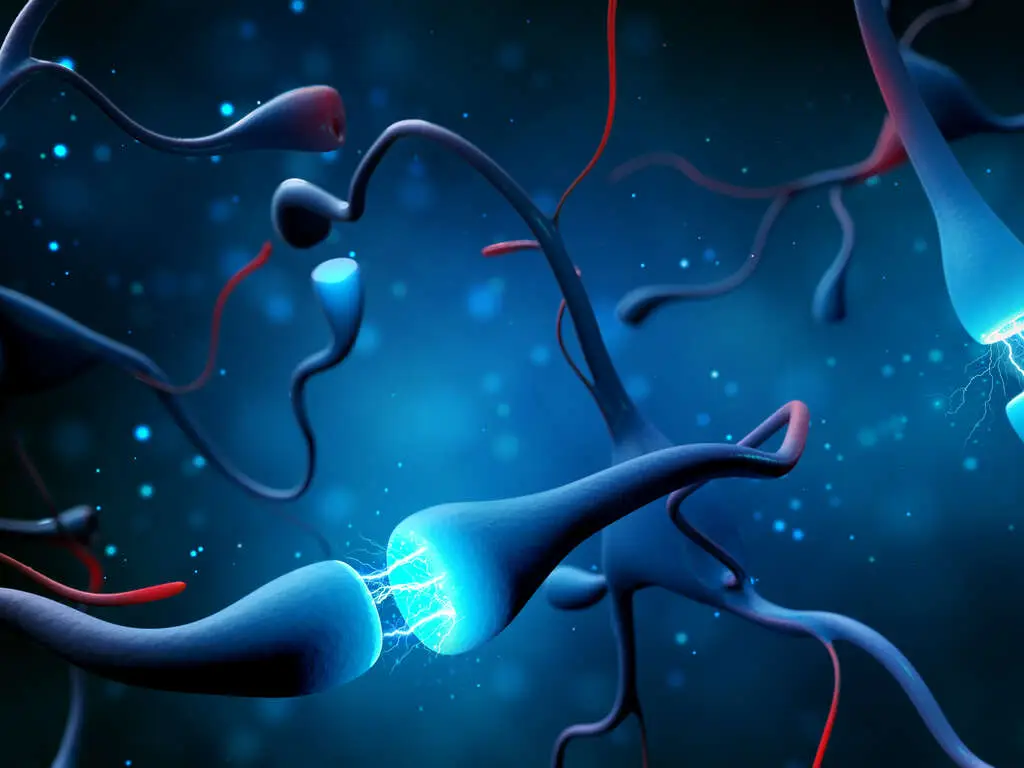 Stimulants In The Brain | Turning Point of Tampa