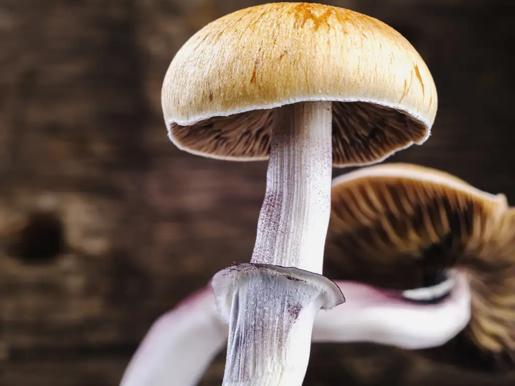 https://www.tpoftampa.com/wp-content/uploads/2023/11/psilocybe-mushrooms-turning-point-of-tampa.webp